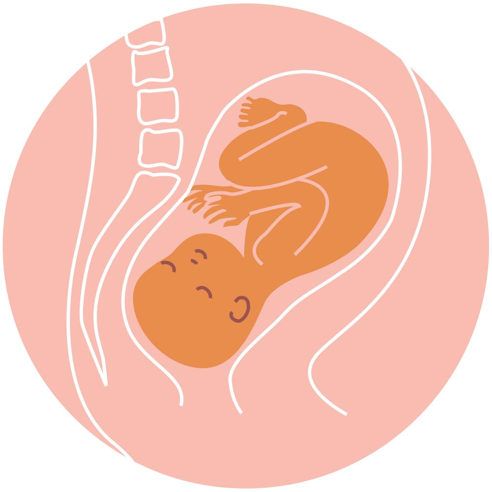 baby position in womb - Anterior position