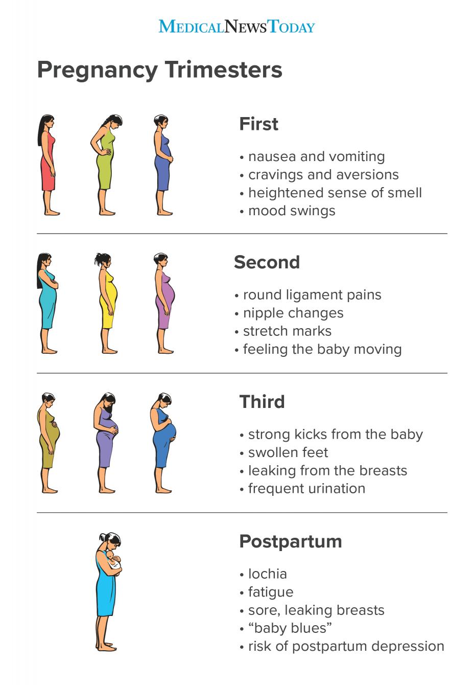 Pregnancy trimester infographic <br>Image credit: Stephen Kelly, 2018</br>