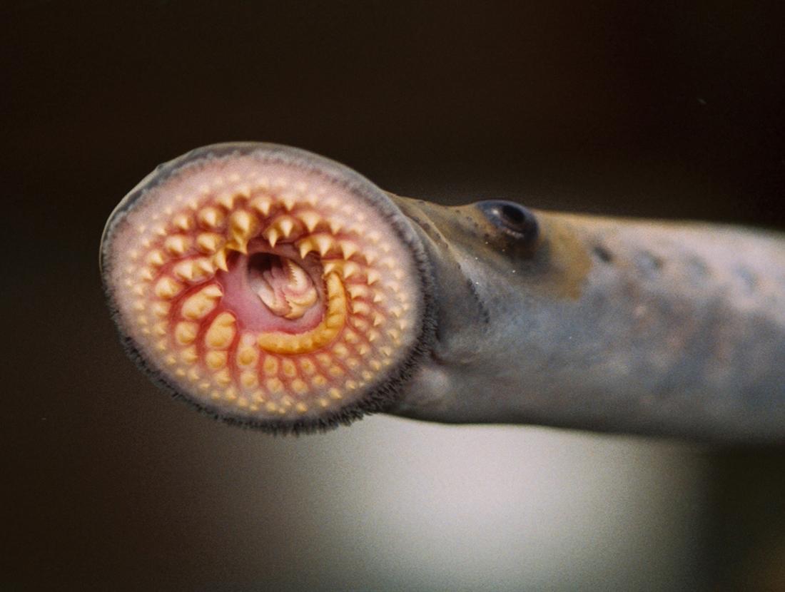 open mouth of a sea lamprey