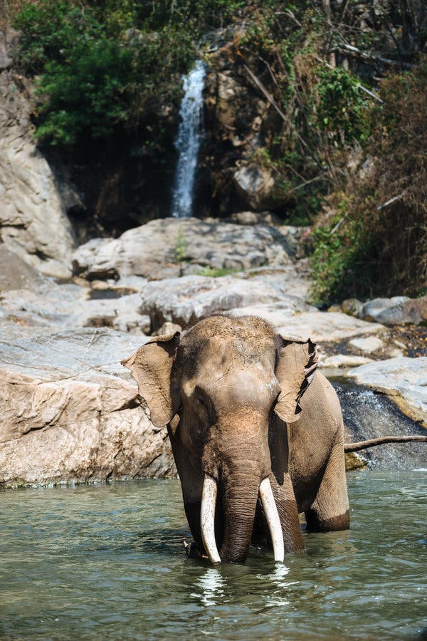 More than half of Thailand’s elephants live in captivity, including this one at Patara Elephant Farm. 