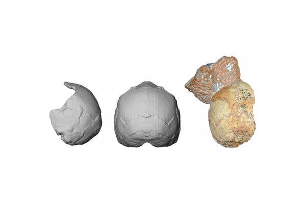 Apidima 1, right, and partial reconstructions of the skull from the side, left, and back. The bone is 210,000 years old, scientists reported. 