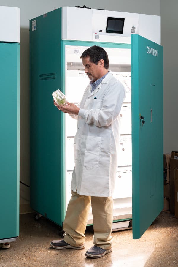 Luis Herrera-Estrella checking sprout samples in a growth chamber in his lab at Texas Tech University.