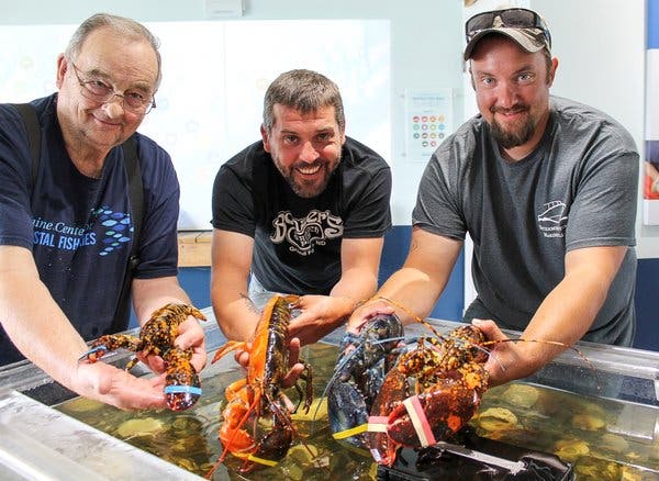 Staff members at the Maine Center for Coastal Fisheries held the four rare lobsters that live in the center’s marine touch tank. The two-toned lobster is second from left.