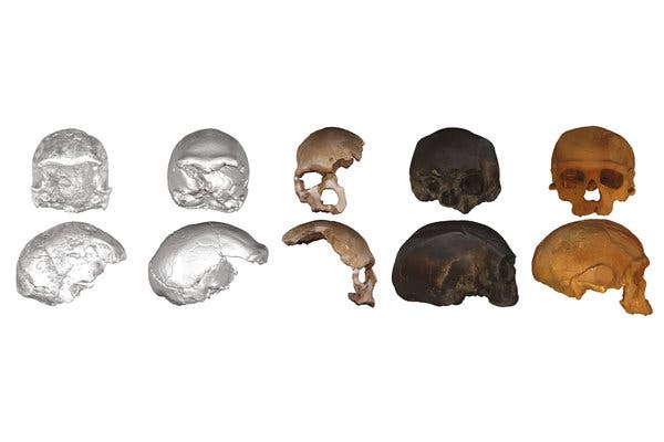A group of skulls used in the analysis. The researchers developed mathematical equations linking various traits of the fossils. 