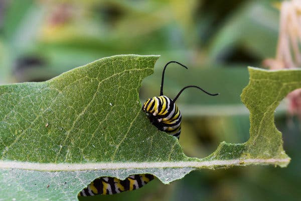 A monarch caterpillar eating milkweed. The caterpillar will become a butterfly, and the plant’s toxins will eventually end up in its wings.