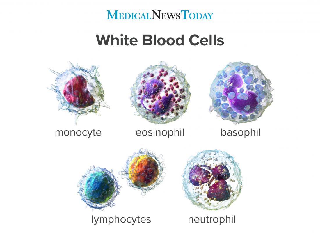 an infographic showing the different types of White blood cells
