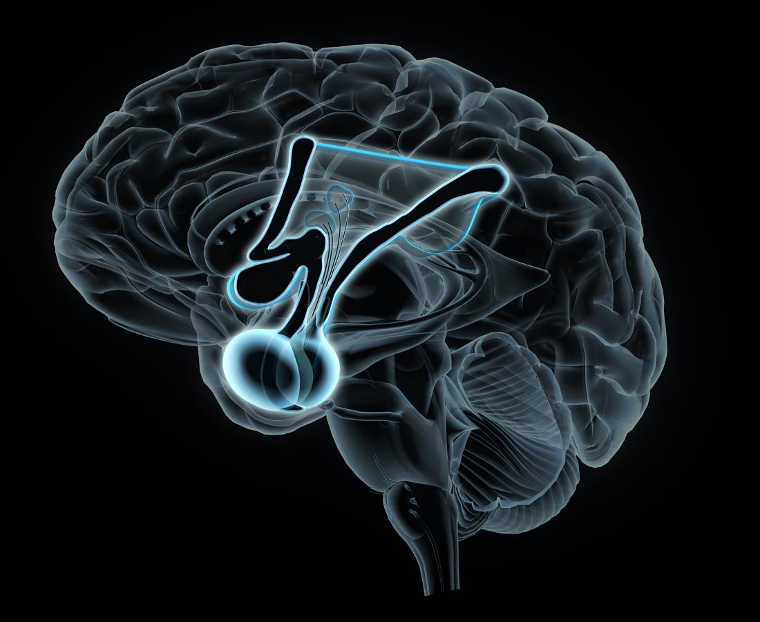 hypothalamus cross section