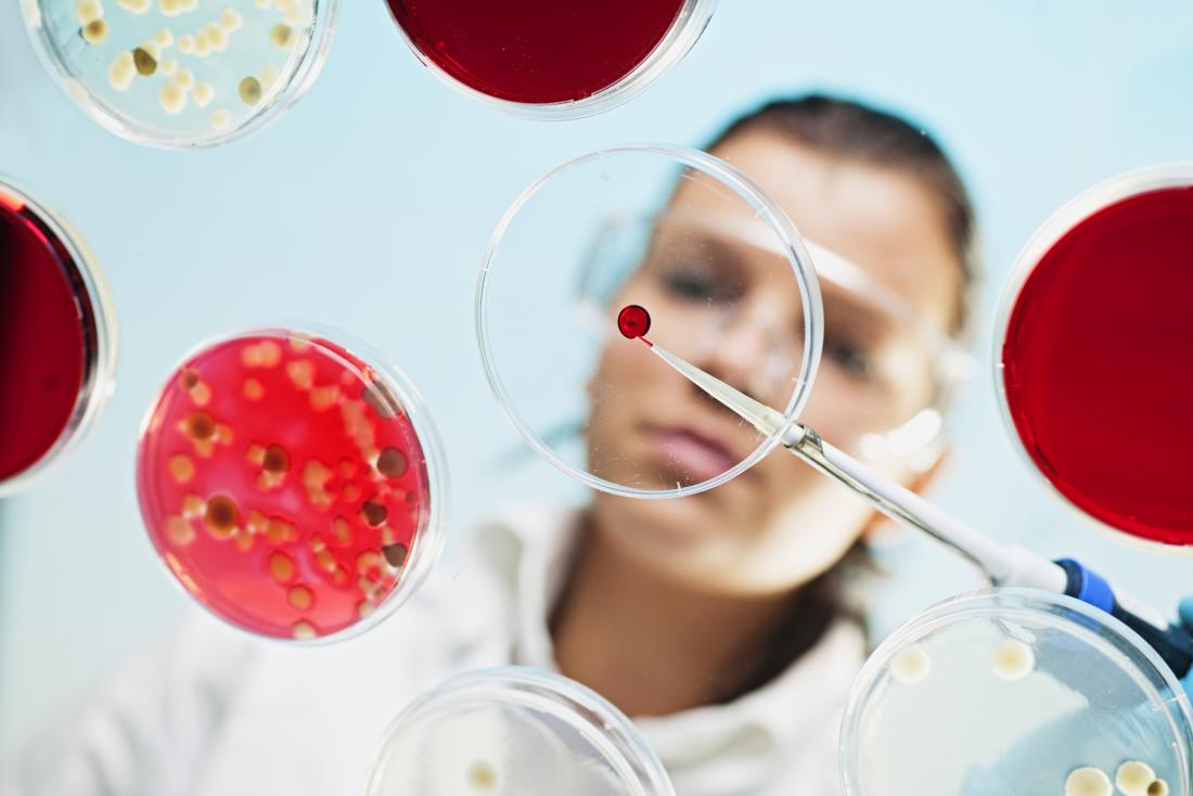 scientist examining petri dish