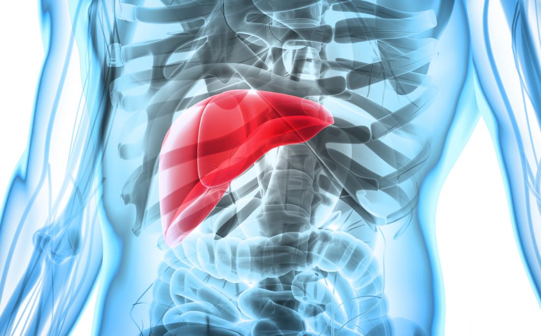 Liver in 3D render of human body