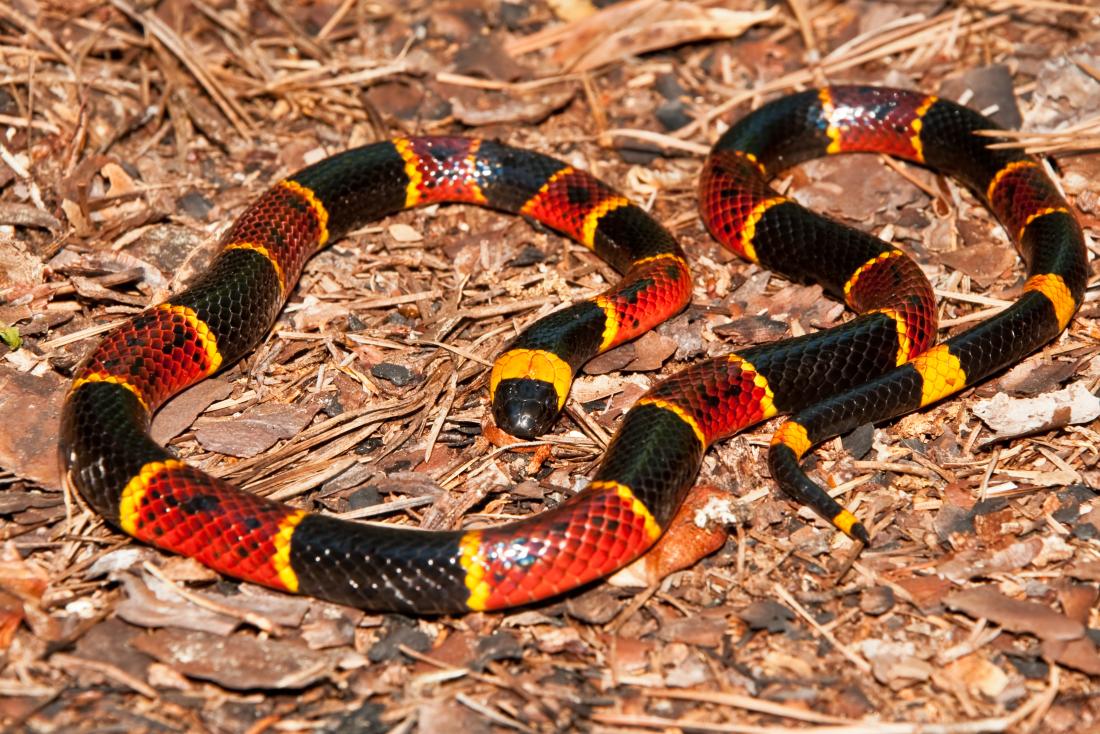 Coral snake<!--mce:protected %0A-->