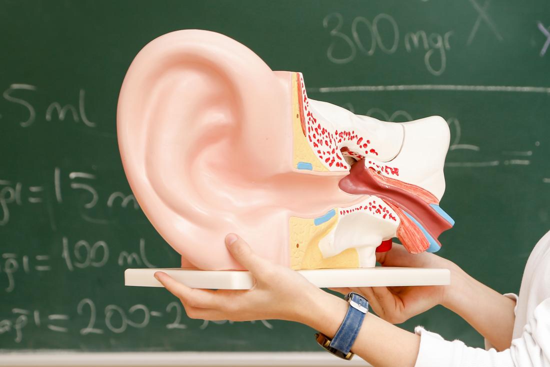 Ear anatomy classroom