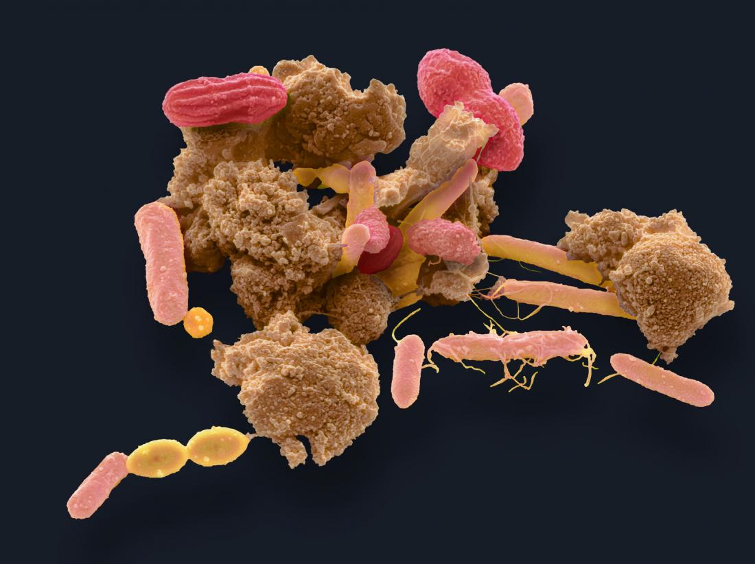 gut bacteria viewed under microscope