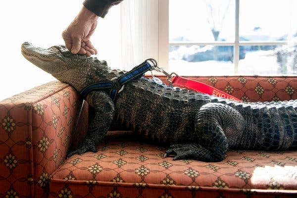 The vast majority of emotional support animals are dogs, but some Americans turn to a wide variety of other species. Wally the alligator was approved by his owner’s doctor in York, Pa., as an alternative to taking medication for depression.