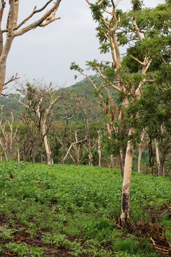 Frankincense trees in a sesame field in Metema, Ethiopia.
