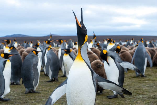 More than a thousand breeding pairs of king penguins make their home on East Falkland Island.