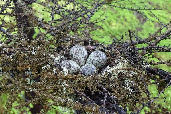 The researchers measured four eggs that they found in a nest.