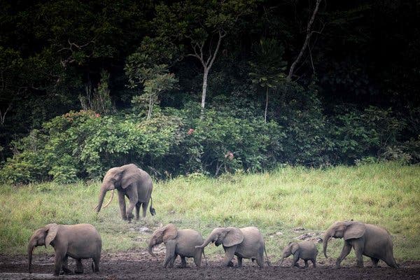 Forest elephants in April at a marshy clearing called Langoue Bai in Ivindo National Park in Gabon.