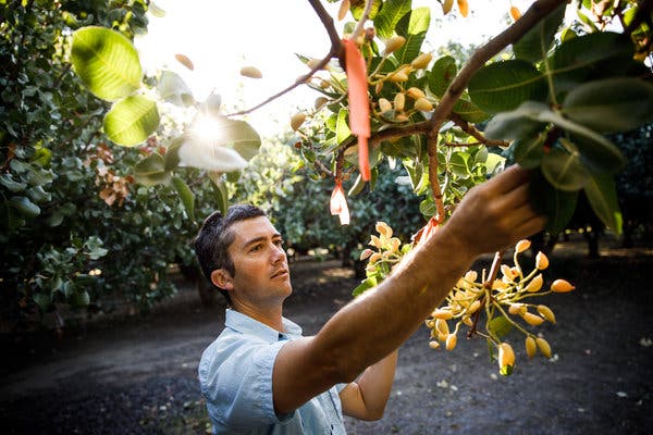 Pat J. Brown, an associate professor at the University of California-Davis, checks pistachio trees.