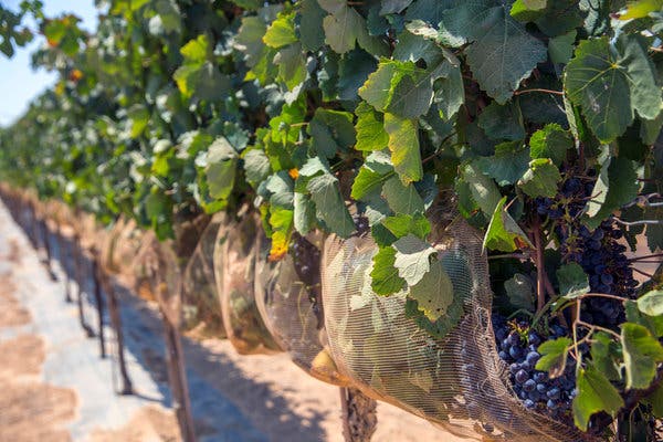 Nets protect the clusters of grapes at an experimental vineyard at the Ramat Negev research center in Israel.