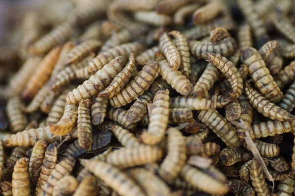 Dried black soldier fly larvae might not look appetizing to you, but more are being fed to poultry and livestock to replace other forms of protein.