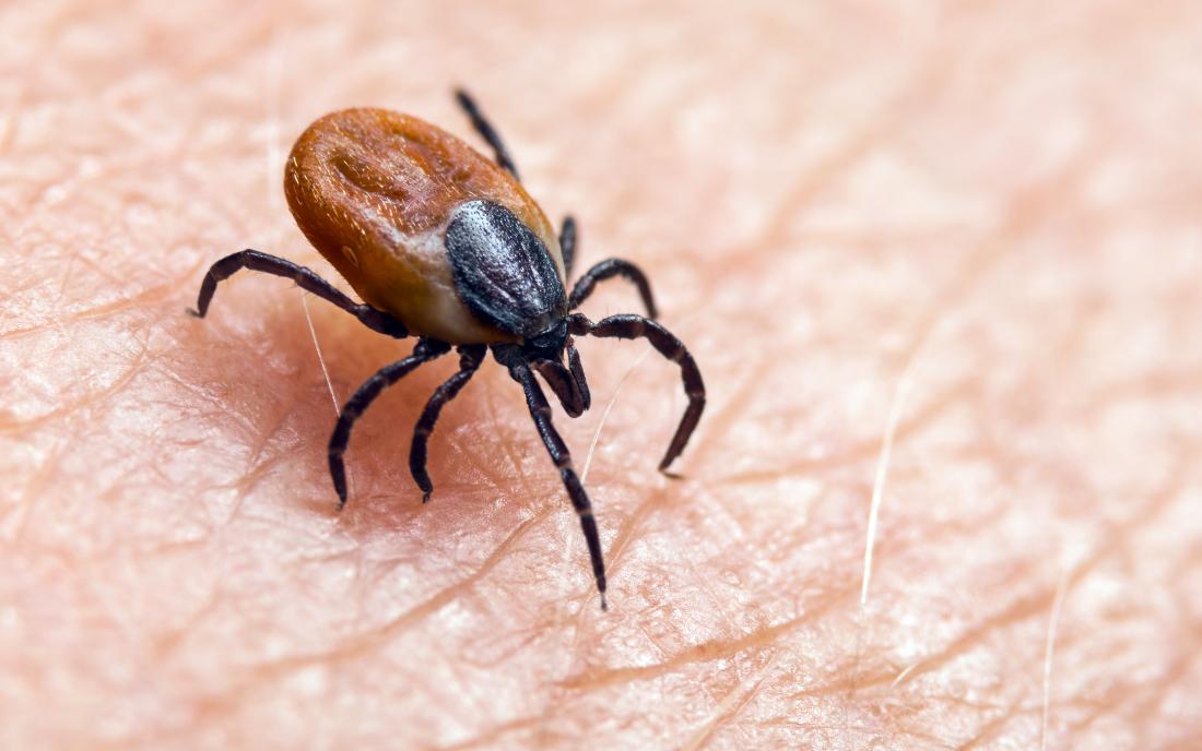 a deer tick that might cause chronic Lyme disease