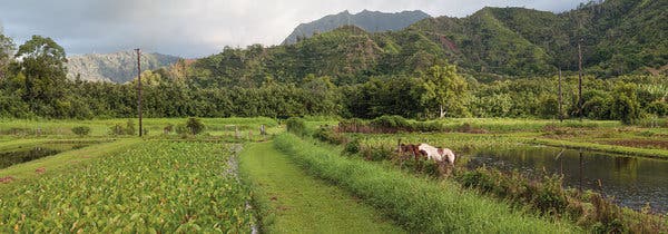 The taro fields of the Waipa Foundation, on the north shore of the island of Kauai. The foundation focuses on ecological restoration.