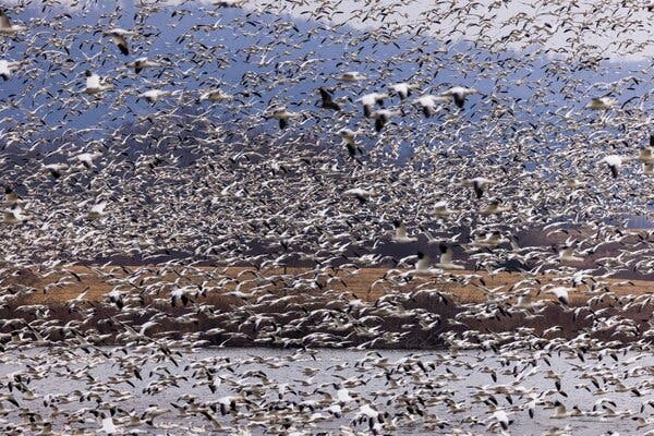 Thousands of white-and-black snow geese taking flight. The sheer number of birds is obscuring the landscape containing a lake, forest and blue mountains in the background.