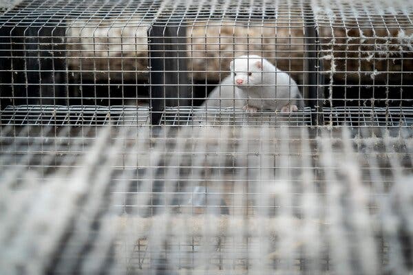A view of a white mink in a cage with other cages lined on either side and in the foreground.