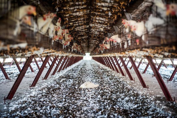 A view looking down a long aisle of chickens in cages in a poultry plant, raised off the ground with diagonal posts. The ground is covered in white chicken feathers.