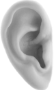 An ear.