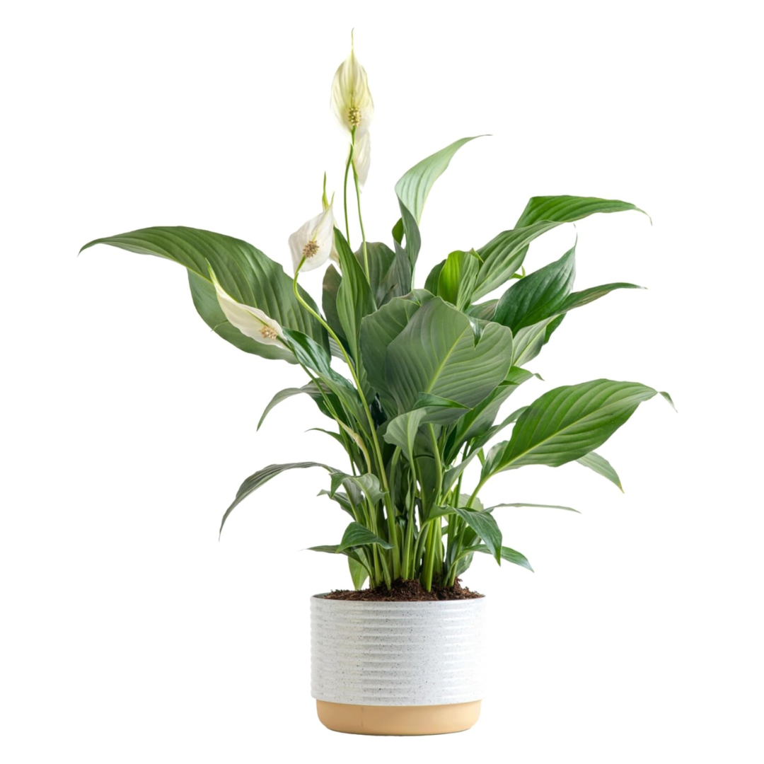 Live Peace Lily Plant